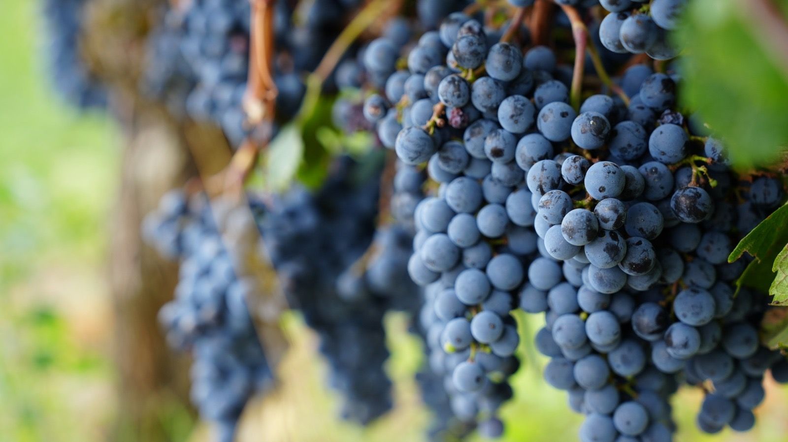 Merlot grapes on the vine