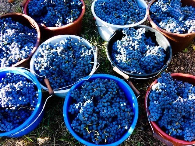 Hand-harvested grapes