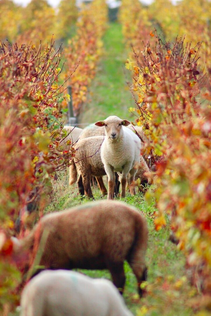 Sheep between autumn vine rows