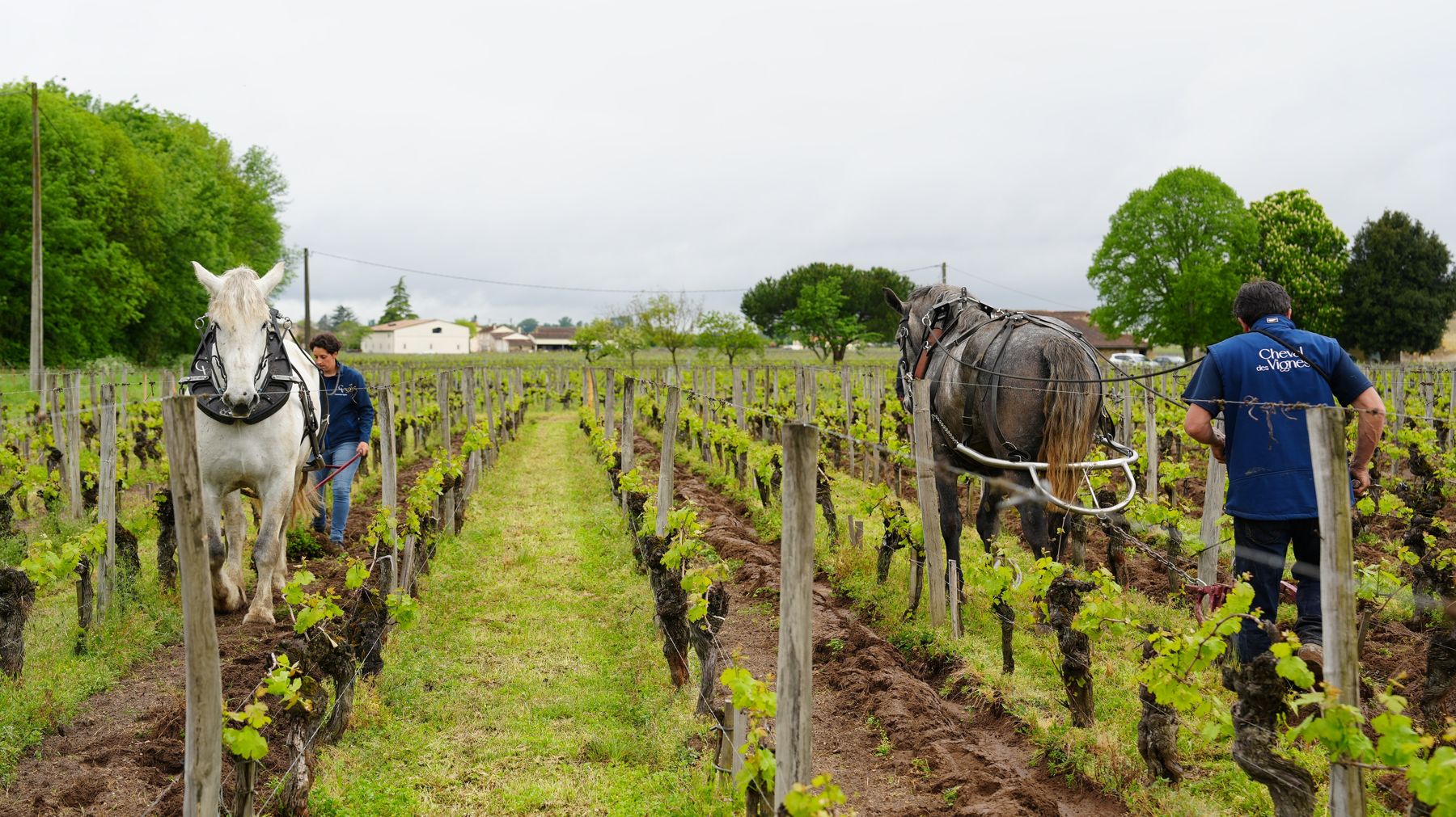 Horses working between the vine rows